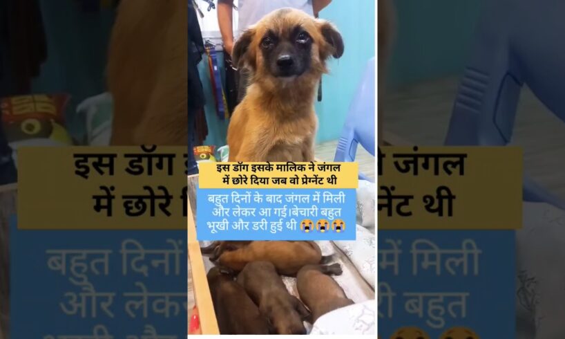 इस डॉग इसके मालिक ने जंगल में छोरे दिया जब वो प्रेग्नेंट थी😭🙏#shortvideos #dogrescue #shots #puppies