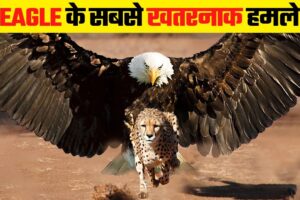 ईगल इतने खतरनाक क्यों होते है | Most Dangerous Eagle Attacks Caught on Camera