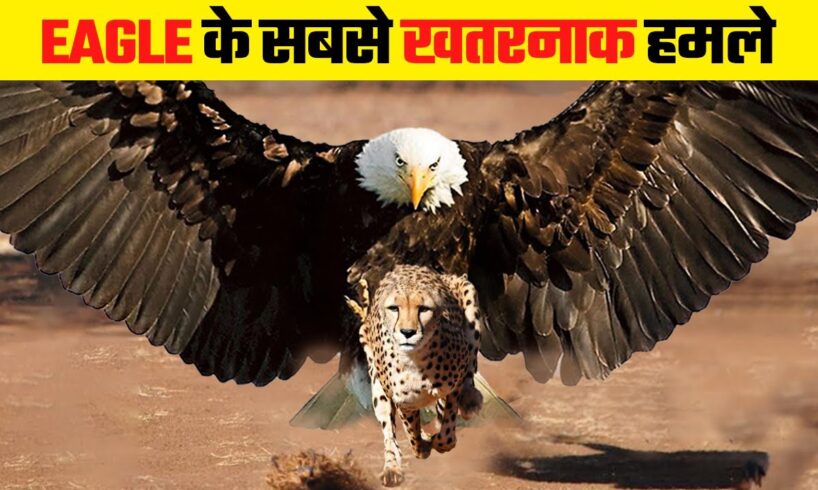 ईगल इतने खतरनाक क्यों होते है | Most Dangerous Eagle Attacks Caught on Camera