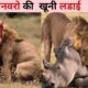 जानवरो की सवसे खतरनाक लड़ाई | Animals most Dangerous Battles | Animals fight