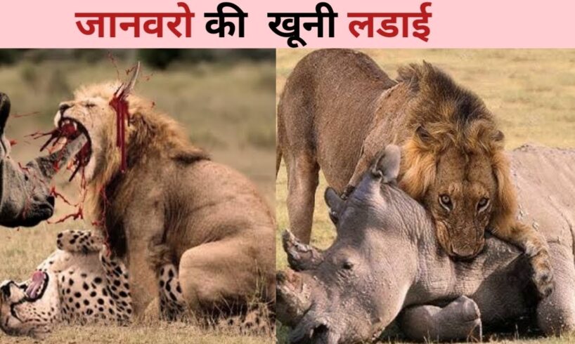 जानवरो की सवसे खतरनाक लड़ाई | Animals most Dangerous Battles | Animals fight