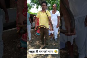 बहुत ही शरारती सांप 🤣 indian rat snake rescue #shorts