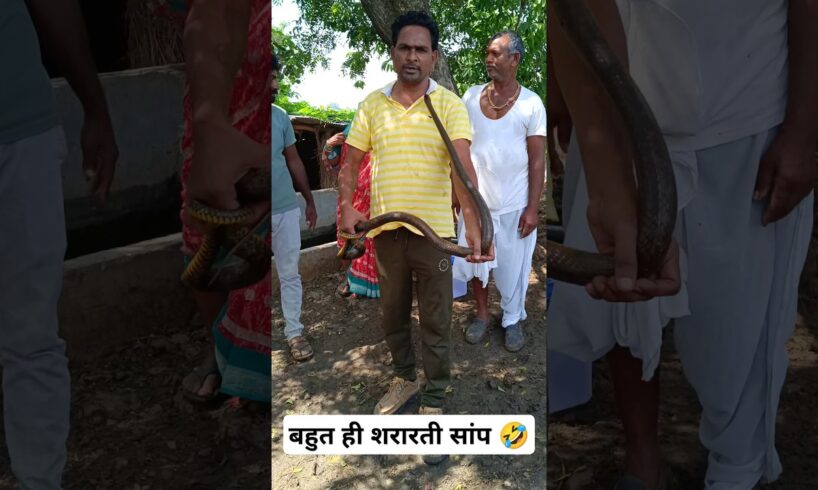 बहुत ही शरारती सांप 🤣 indian rat snake rescue #shorts