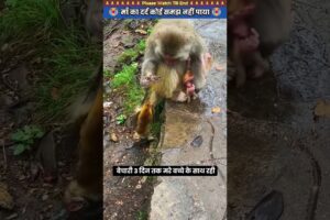 माँ का दर्द कोई समझ नहीं पाया 😭 #animal #rescue #monkey #animallover