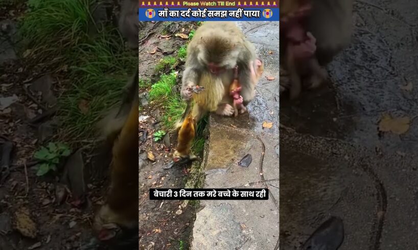 माँ का दर्द कोई समझ नहीं पाया 😭 #animal #rescue #monkey #animallover