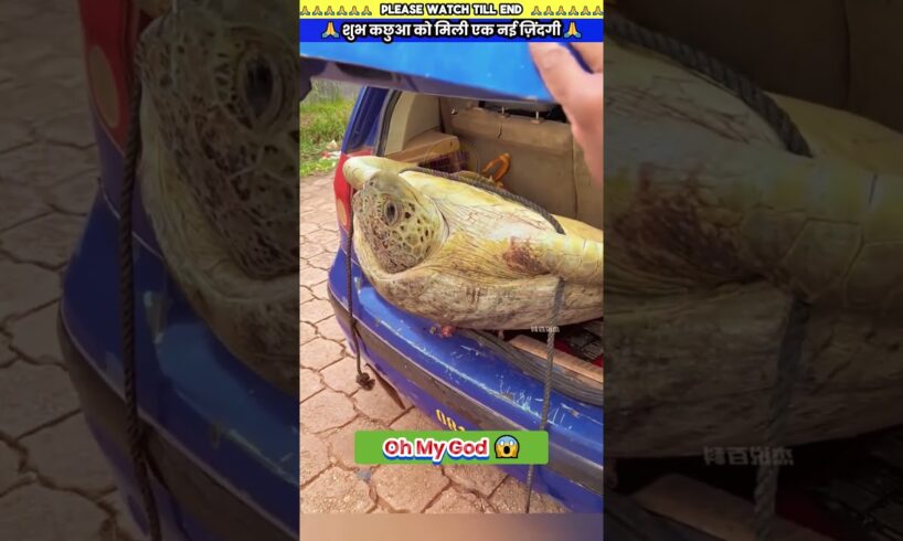 शुभ कछुआ को मिली एक नई ज़िंदगी 🙏 #animal #animals #animallover #animalrescue #turtle