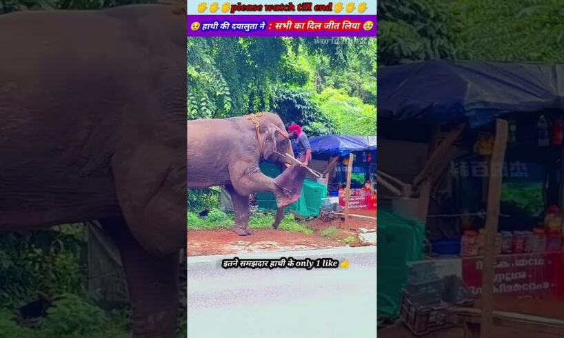 हाथी की दयालुता ने सभी का दिल जीत लिया 🥺🙏 #animal #animals #animallover #animalrescue #lion