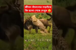 জীবন বাঁচানোর লড়াইয়ে কি হলো শেষে দেখুন #animals #shorts #lion