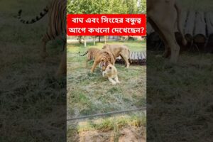 বাঘ এবং সিংহের বন্ধুত্ব আগে কখনো দেখেছেন? #animals #shorts #lion