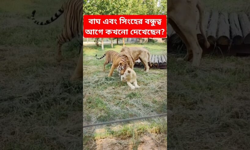 বাঘ এবং সিংহের বন্ধুত্ব আগে কখনো দেখেছেন? #animals #shorts #lion