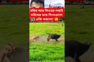 মহিষের ভয়ে সিংহগুলো একি করলো! 😲 #shorts #animals #lion