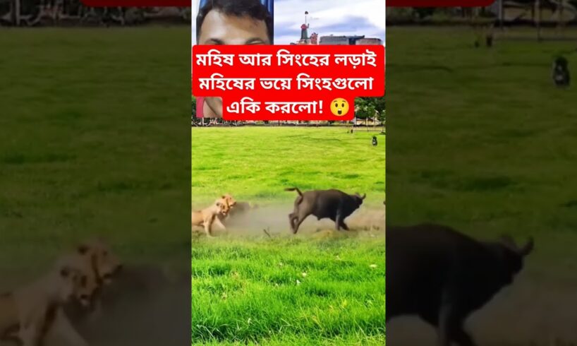 মহিষের ভয়ে সিংহগুলো একি করলো! 😲 #shorts #animals #lion