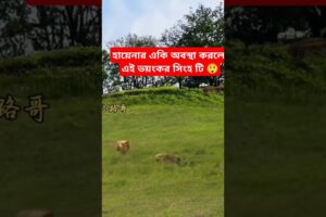 হায়েনার একি অবস্থা করলো এই ভয়ংকর সিংহ টি #animals #shorts