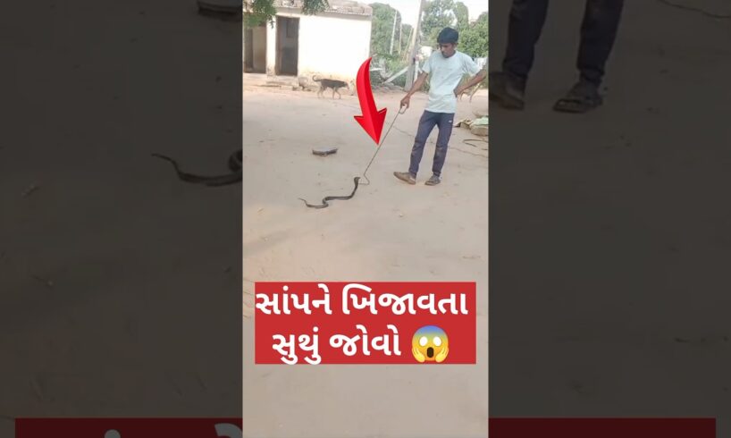 સાંપ ને હાવી રીતે નાં ખીજાવો નકે હાવું થાય 💯 #shorts #youtubeshorts #minivlog #gujarati