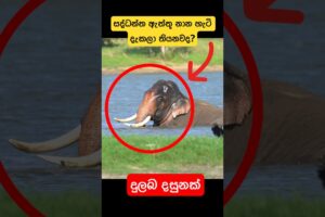 සද්ධන්ත දළ ඇත්තු නාන හැටි දැකලා තියනවද?😳🐘#shorts  ##youtube #elephant #attack #viralvideo #tiktok