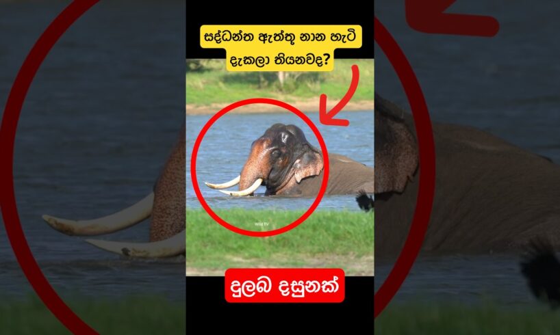 සද්ධන්ත දළ ඇත්තු නාන හැටි දැකලා තියනවද?😳🐘#shorts  ##youtube #elephant #attack #viralvideo #tiktok