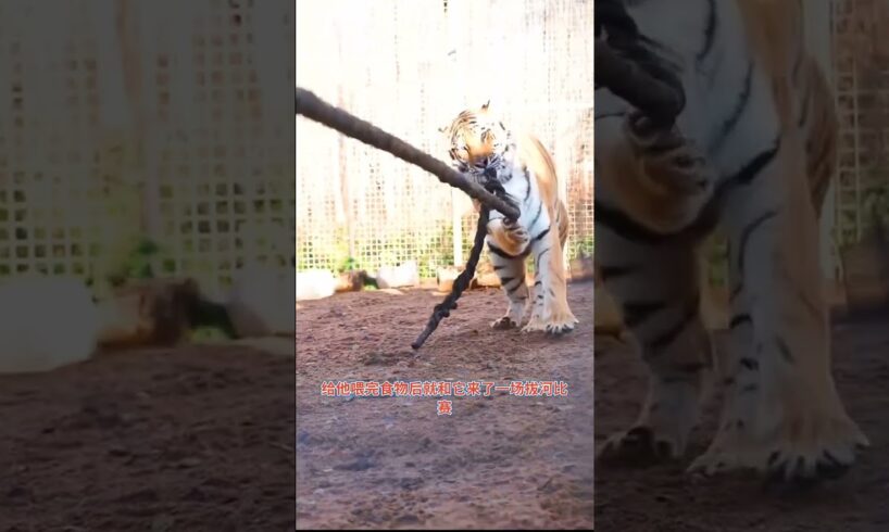 人真的应该害怕老虎吗? #animal #tiger #animalrescue #pets #animallover