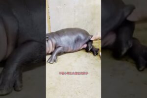 河马的快乐童年 #animal #hippo #animalrescue #pets #animallover