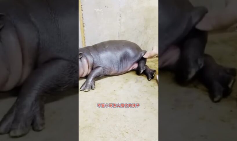 河马的快乐童年 #animal #hippo #animalrescue #pets #animallover