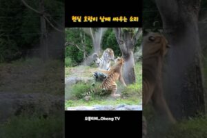 후덜덜한;; 호랑이 남매 싸우는 소리🐯 #tiger #태범이무궁이 #animals