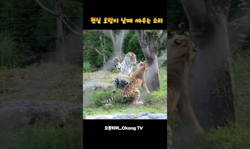 후덜덜한;; 호랑이 남매 싸우는 소리🐯 #tiger #태범이무궁이 #animals