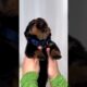 1 week old  cute little angel Rottweiler Puppy ❤️