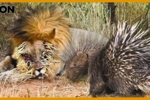 10 Painful Moments! Lion When Was Stabbed By Hundreds Of Porcupine Spikes 🦁😲 | Animal Fight