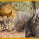 10 Painful Moments! Lion When Was Stabbed By Hundreds Of Porcupine Spikes 🦁😲 | Animal Fight