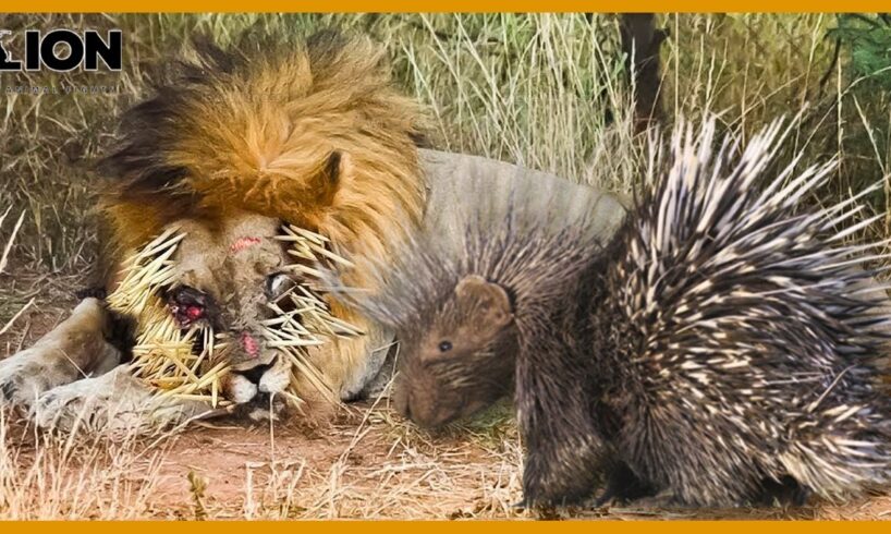 10 Painful Moments! Lion When Was Stabbed By Hundreds Of Porcupine Spikes 🦁😲 | Animal Fight