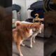 #129 Funniest Cats And Dogs videos 🐶🐱 #funny #animals #cuteanimals