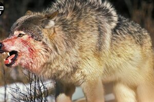 15 Chaotic Battles As Animals Invade Wolves' Territory | Animal Fight