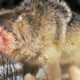 15 Chaotic Battles As Animals Invade Wolves' Territory | Animal Fight