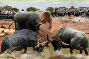 15 Moments When Wild Buffalo Counterattacked Hunters Buffalo's Crazy Fight | Wild Animal Fights