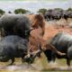 15 Moments When Wild Buffalo Counterattacked Hunters Buffalo's Crazy Fight | Wild Animal Fights