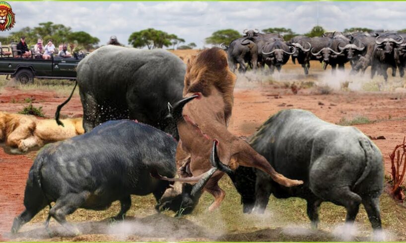 15 Moments When Wild Buffalo Counterattacked Hunters Buffalo's Crazy Fight | Wild Animal Fights