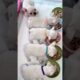 Cute Puppies Eating Meal #cutepuppy #puppy #doglovers