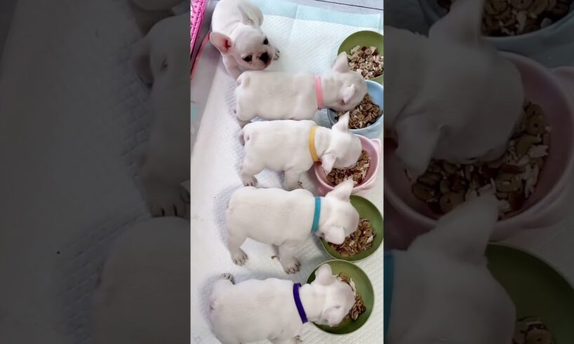 Cute Puppies Eating Meal #cutepuppy #puppy #doglovers