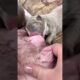 Cute Puppies Drinking Breast Milk #cutepuppy #puppy #doglovers