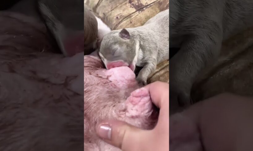 Cute Puppies Drinking Breast Milk #cutepuppy #puppy #doglovers