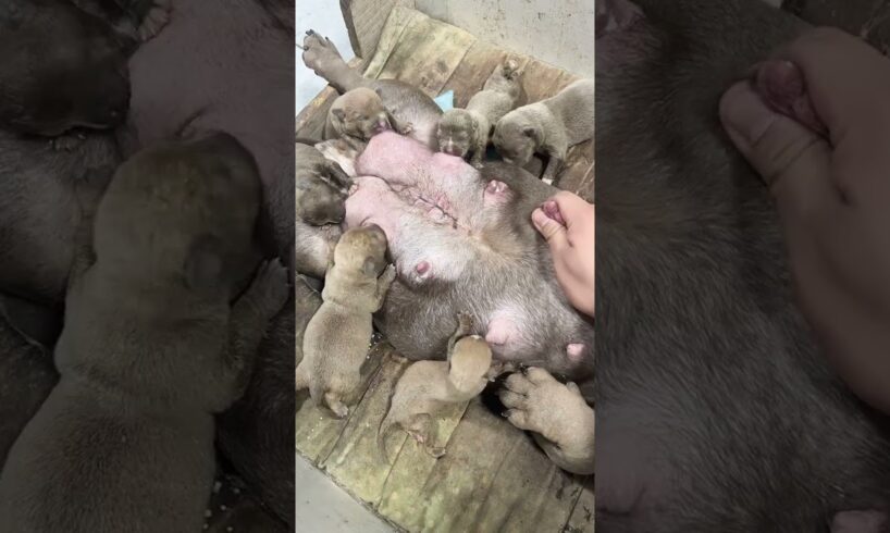 Cute Puppies Drinking Breast Milk #cutepuppy #puppy #doglovers