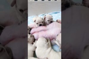 Cute Puppies Drinking Breast Milk #cutepuppy #puppy #doglovers