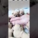 Cute Puppies Drinking Breast Milk #cutepuppy #puppy #doglovers