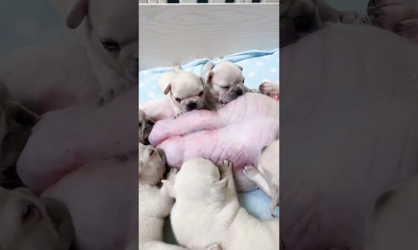 Cute Puppies Drinking Breast Milk #cutepuppy #puppy #doglovers