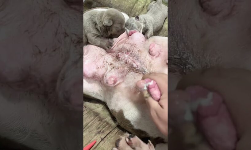 Cute Puppies Drinking Breast Milk #cutepuppy #puppy #doglovers