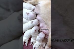 Cute Puppies Drinking Breast Milk #cutepuppy #puppy #doglovers