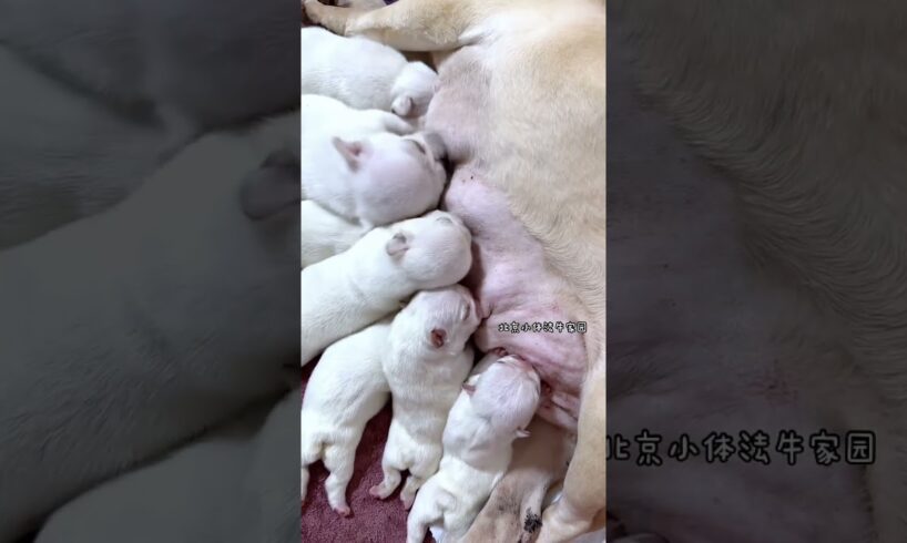 Cute Puppies Drinking Breast Milk #cutepuppy #puppy #doglovers