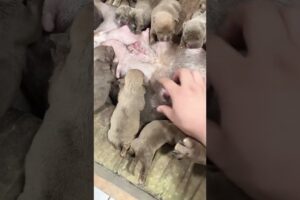 Cute Puppies Drinking Breast Milk #cutepuppy #puppy #doglovers