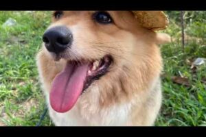 Cute Dog Collection, The World’s Cutest Puppies #dog #puppies #puppy #video #cute #cutest