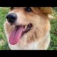 Cute Dog Collection, The World’s Cutest Puppies #dog #puppies #puppy #video #cute #cutest