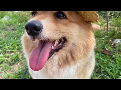 Cute Dog Collection, The World’s Cutest Puppies #dog #puppies #puppy #video #cute #cutest